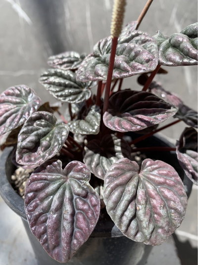 Peperomia