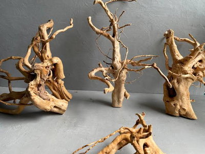 Azalea Roots Tamaño S Surtida