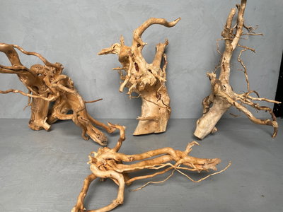 Azalea Roots Tamaño M Surtida