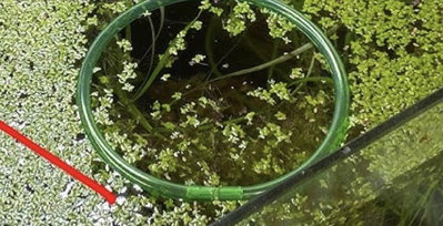 Aro 25cm Diámetro para ver Peces