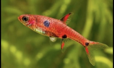 Rasbora Red Spotted – Rasbora maculata – 2cm  