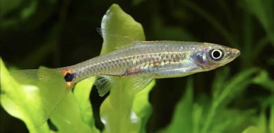 Rasbora Linea Dorada – Kottelatia brittani – 2cm  
