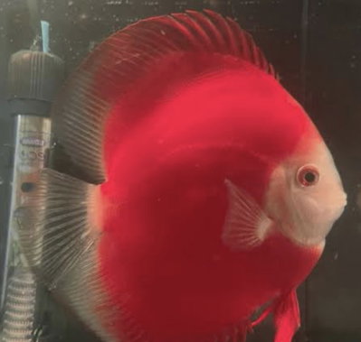 Discus Red Ninja – 10-12 cm