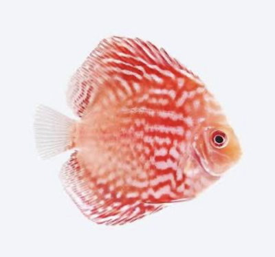 Discus Stardust Grado A – 9 cm