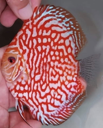 Discus Pigeon Checkerboard Grado A 9-10cm