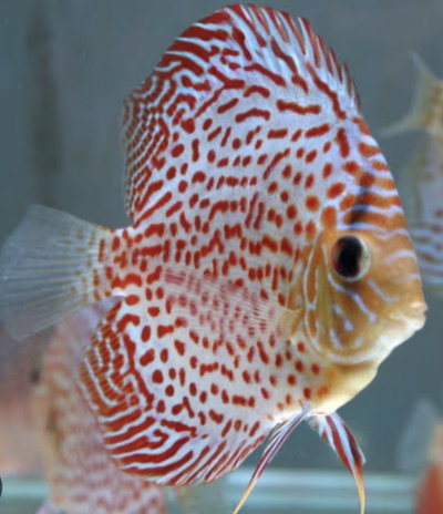 Discus Leopard Grado A – 9 cm