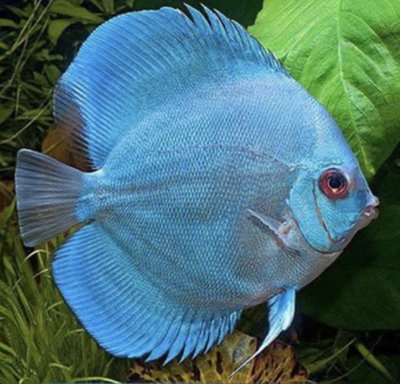 Discus Blue Diamond Grado A 11-12cm