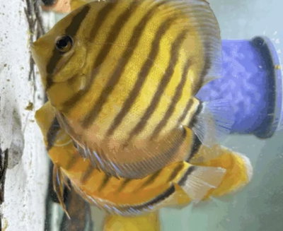 Discus Golden Tiger Grado A 6-7cm