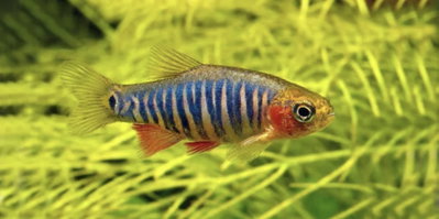 Rasbora Esmeralda – Microrasbora eryhtromicron – 3cm  