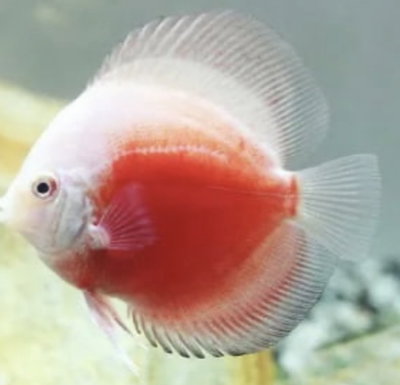 Discus Red White - 7 cm