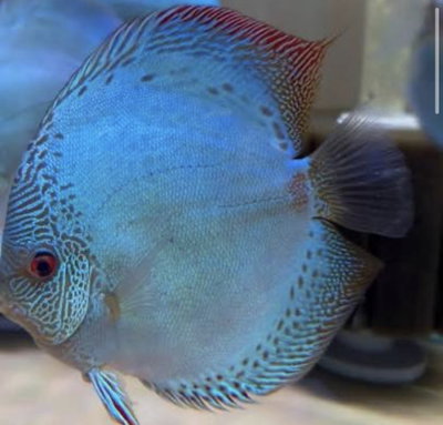 Discus Blue Scorpion Grado A 9-10cm