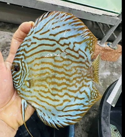 Discus Altum Flora Grado A – 10-12 cm
