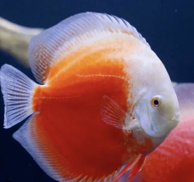 Discus Super Red Valentine – 12 cm