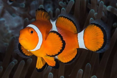 Pez Payaso (Amphiprion Ocellaris)