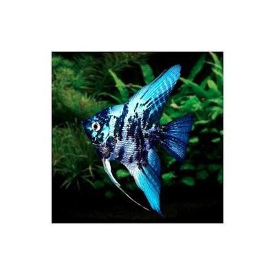 Scalar Blue Marmol 4cm