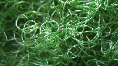 Alga Chaeto xPorcion