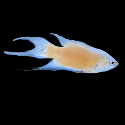 Macropodus Fire Ice 5cm