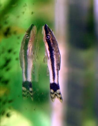 Otocinclus Affinis 2cm