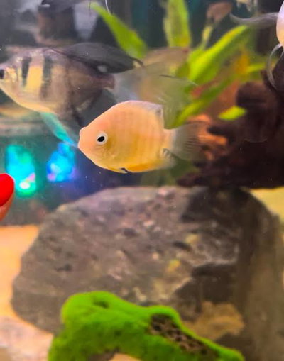 Severum Dorado 4/5cm