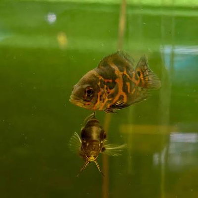 Astronotus Black Tiger 6cm