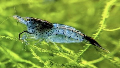 Camarón Black Carbon Rilli Neocaridina