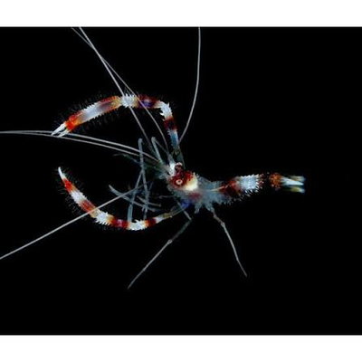 Camarón Stenopus hispidus