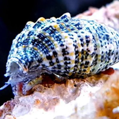 Caracol Turbo (cerithium Caeruleon snail)