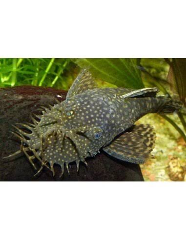Ancystrus Cirrhosus 4cm