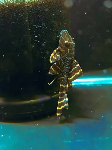 Hypostomus Latifrons - Vieja Falsa Pekotia 6/7cm