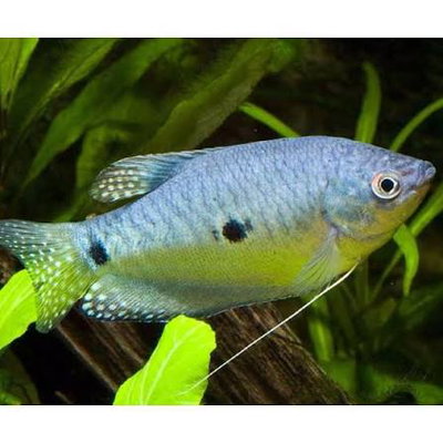 Tricho Azul 5–6 cm