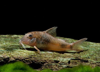 Corydora Elisae 2cm