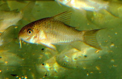 Corydora Polystictus