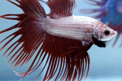 Betta Macho Crowntail 4cm