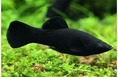 Molly Negra 4cm