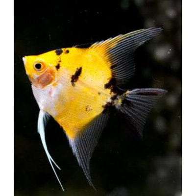 Scalar Koi Orange 4 cm (Pterophyllum scalare)