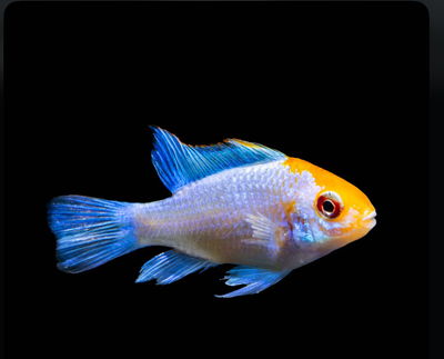 Ramirezzi Neón Electric Blue Gold Face