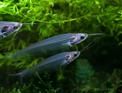 Gato de Cristal 7cm