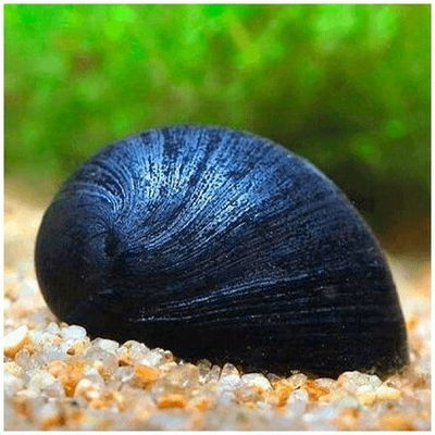 Caracol Neritina Black