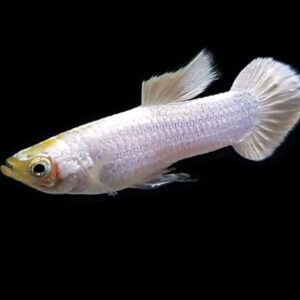 Lebiste Full White Macho