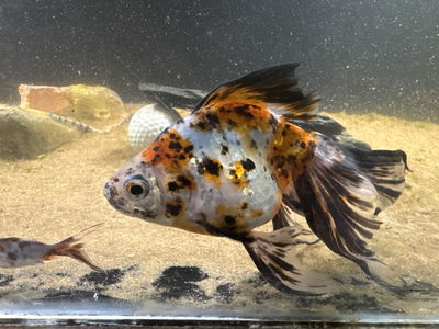 Carassius Ryukin Reproductor 14cm