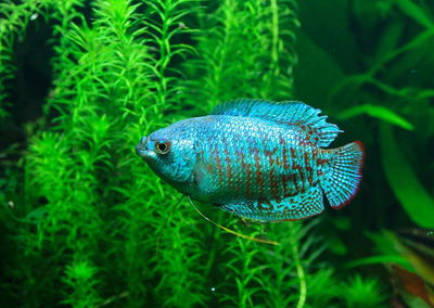 Colisa Blue 7cm