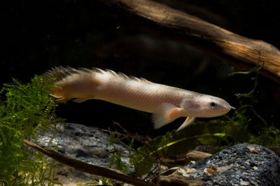 Polypterus Seenegalus 8cm
