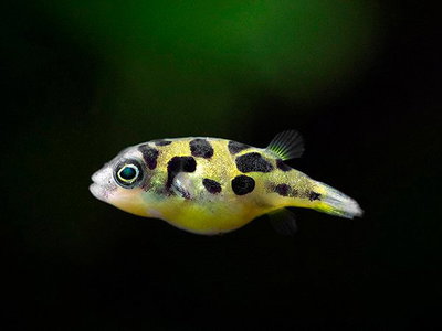 Puffer Enano 2cm