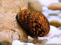 Caracol Neritina Batik