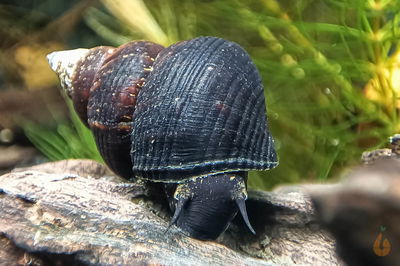 Caracol Rabbit Triangle