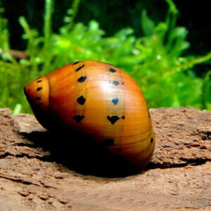 Caracol Red Nerite Vittina