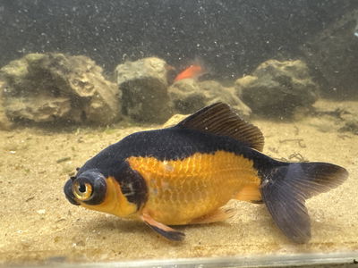 Telescopico Calico Reproductor 14cm