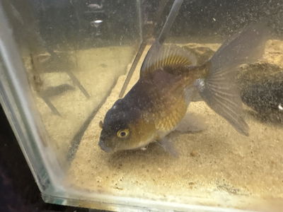 Telescopico Oranda Watenay Reproductor 14cm