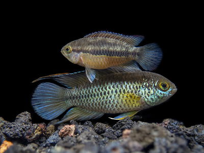 Nannacara Anomala 5cm (Pareja)