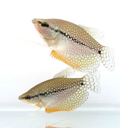 Tricho Leery 4cm
